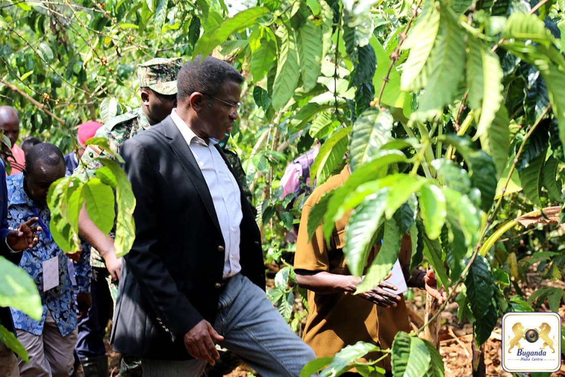 The Katikkiro inspecting coffee plantations in Ssingo County The Katikkiro inspecting coffee plantations in Ssingo County